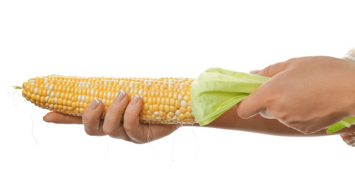 Sticker - Female hands holding a corn on white background