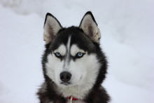 Siberian Husky Dogs In The Snow