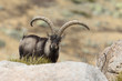 Spanish ibex, mating season