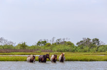 Assateague Wild Ponies Crossing Bay