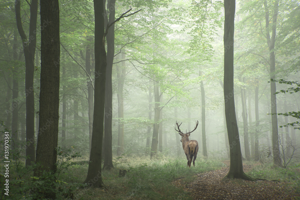 Beautiful image of red deer stag in foggy Autumn colorful forest - obrazy, fototapety, plakaty 