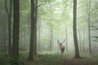 Beautiful image of red deer stag in foggy Autumn colorful forest