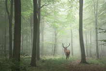 Beautiful Image Of Red Deer Stag In Foggy Autumn Colorful Forest