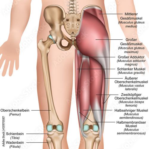 Cuadros en Lienzo Anatomie der Oberschenkel und Gesäßmuskulatur von hinten