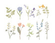 Vintage Wildflowers. Botanical herbs.
