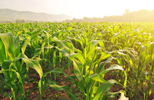 Corn Field In Early Morning Light
