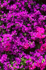 Wall Mural - Background of purple bougainvillea