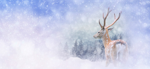 Canvas Print - Winter background with deer