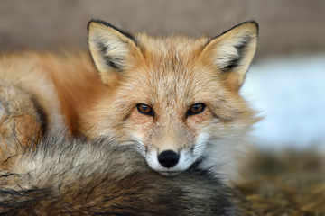Wall Mural - Red fox portrait
