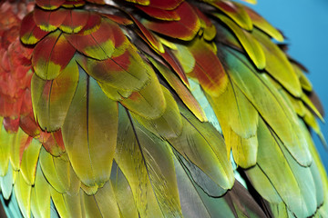 Wall Mural - Colorful parrot feathers