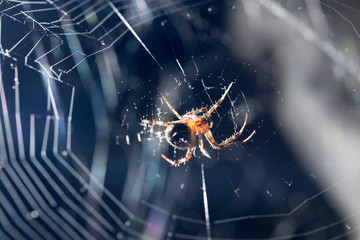 Wall Mural - spider on a web. macro