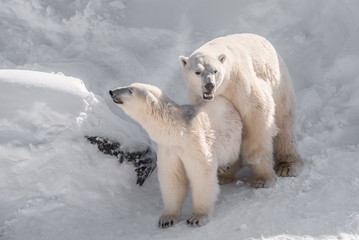 Wall Mural - couple d'ours polaire qui s'accouplent