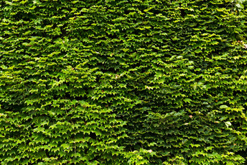 Wall Mural - leaves of ivy covering the wall