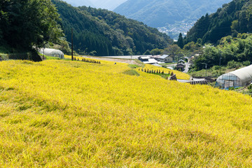 Wall Mural - Rice field