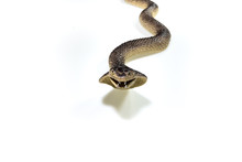 Snake Plasatic On White Background