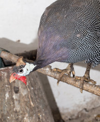 portrait of guinea fowl on the farm