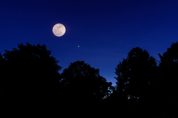 moon and sadow trees