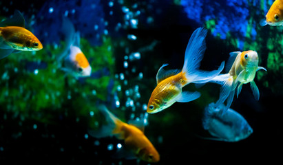 Wall Mural - Gold Fish in fresh water aquarium