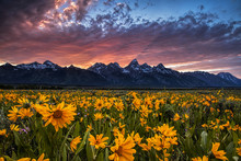 Grand Tetons And Wildflowers At Sunset