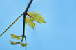 Young green leaf vine on blue sky background.