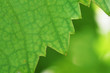 Green leaf closeup.