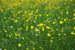 Meadow with small yellow flowers.