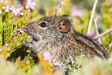 Four-Striped Mouse Feeding On Fynbos Flowers