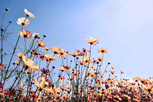 Εκτύπωση καμβά Vintage landscape nature background of beautiful cosmos flower field on sky with sunlight