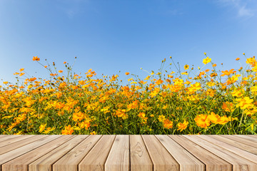 Wall Mural - wood floor on yellow cosmos flower blooming in the field