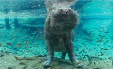 Hippopotamus In Busch Gardens Tampa Bay. Florida.