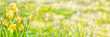 Leinwanddruck Bild - Daffodils