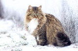 Fototapeta Koty - winter portrait of a Siberian cat