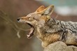 Black backed jackal is resting in the nature habitat, african fauna, great portrait close up to the animal