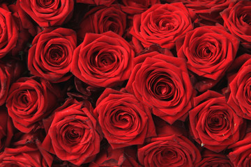 Wall Mural - Big red roses