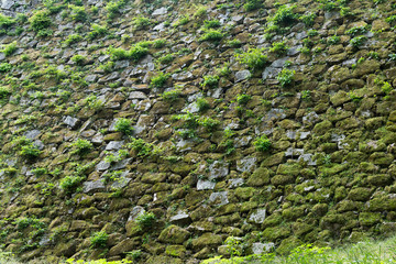 Canvas Print - Old gray stone wall with green moss texture