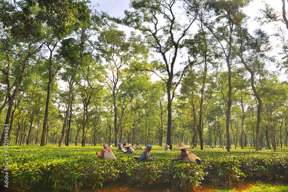 Women tea garden workers pluck tea leaves  in Assam - India - obrazy, fototapety, plakaty 
