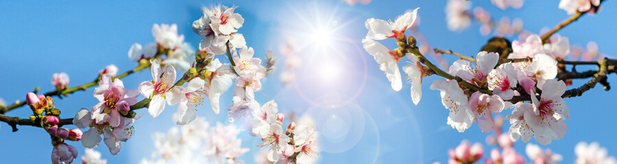 Fotomurales - Romantische Grußkarte: Kirschblüten vor blauem Frühlingshimmel :)