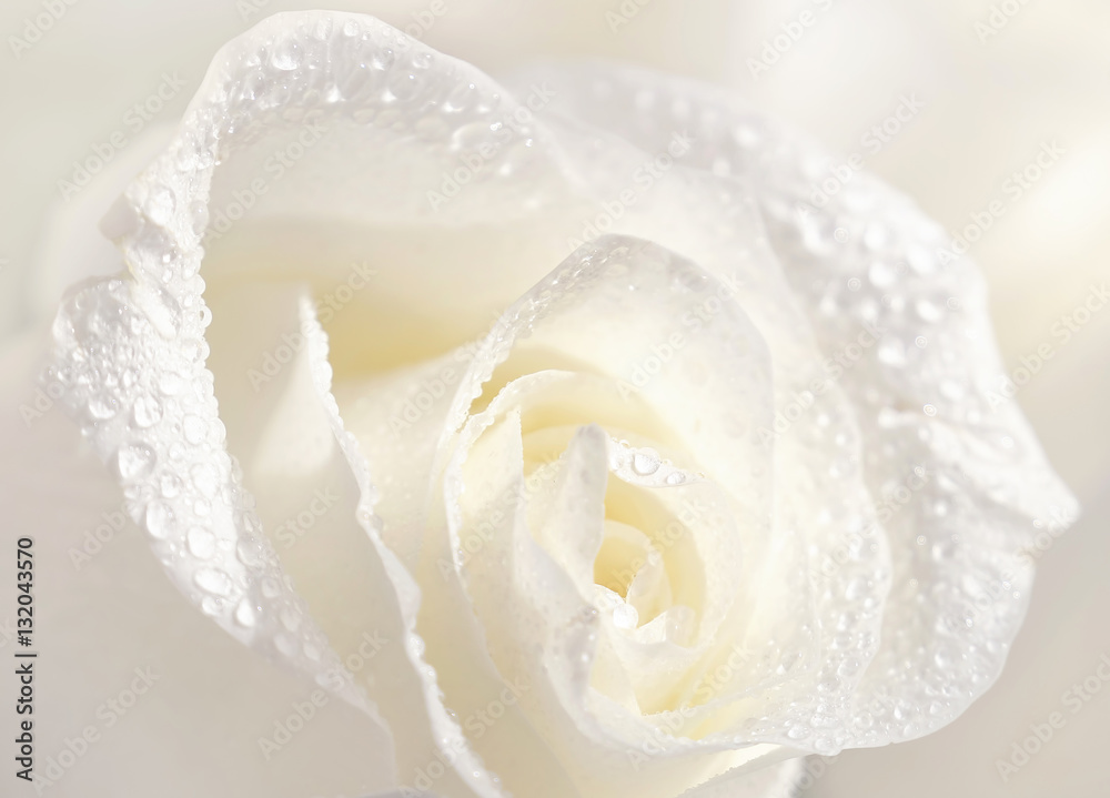 Beautiful white rose in dew drops close-up macro soft focus spring outdoor on a soft blurred white background. Floral background desktop wallpaper a postcard. Romantic soft gentle artistic image. - obrazy, fototapety, plakaty 