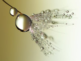 Fototapeta Dmuchawce - Dandelion with drops of dew in a gold color. Beautiful golden dandelion with water drops. Dandelion seed with dew on a beautiful golden background.