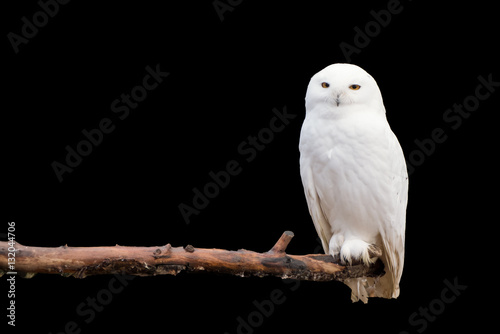 Schneeeule auf dem Ast (Bubo scandiacus) Tableau sur Toile