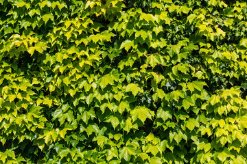 Wall Mural - Green Ivy wall background