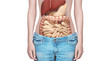 Anatomia organi interni intestino polmoni e stomaco