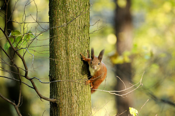 european red squirrel
