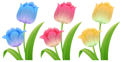 Three different colors of tulips