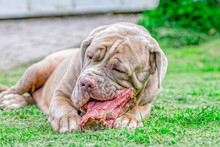 Grey Neapolitan Mastiff Dog Eat A Raw Bone