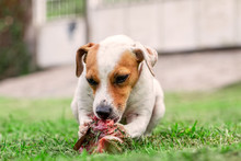 Jack Russell Terrier Young Dog Happily Chewing A Large Raw Bone