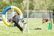 © ecummings00 - Dog in an agility competition set up in a green grassy park