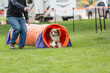 © ecummings00 - Dog in an agility competition set up in a green grassy park