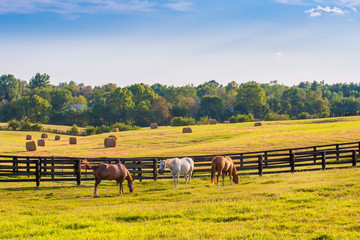 Wall Mural - Horses at horse farm. Country summer landscape