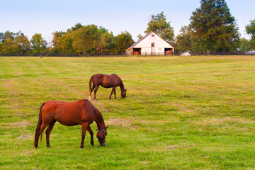 Wall Mural - Horses at horse farm. Country summer landscape